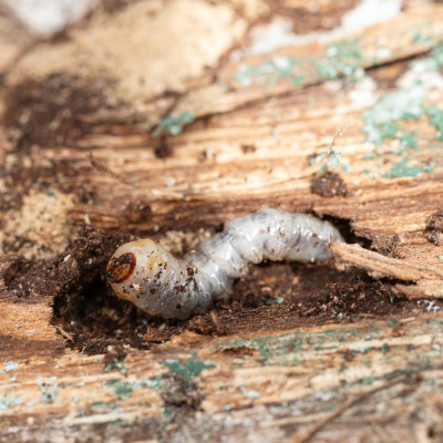 ash-borer