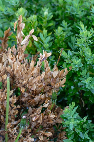 boxwood-blight-1