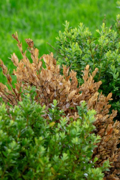boxwood-blight-3