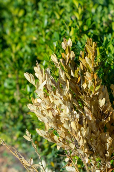 boxwood-blight-4