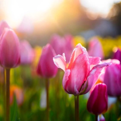 floral-color-guide