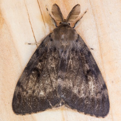 gypsy-moth-1