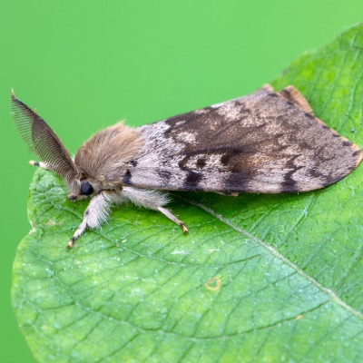 gypsy-moth-4