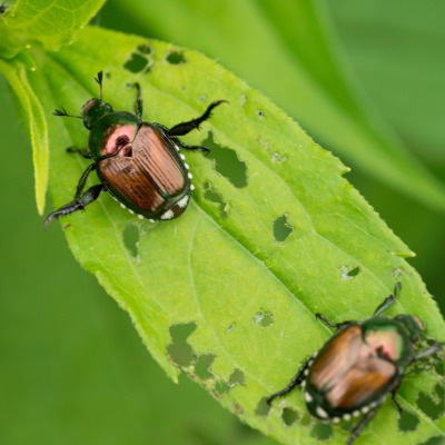 japanese-beetle-1