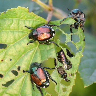 japanese-beetle-2