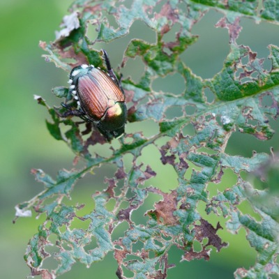 japanese-beetle-3