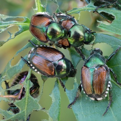 japanese-beetle-4