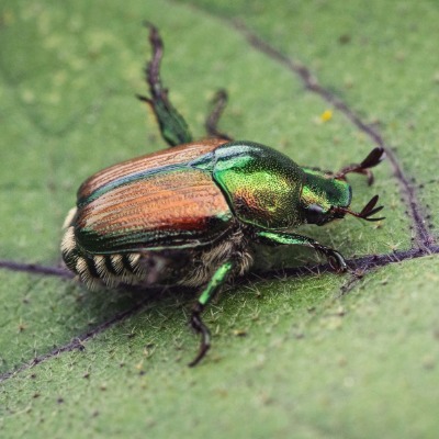 japanese-beetle-6