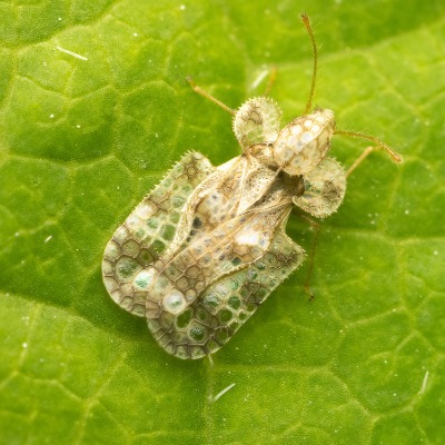 lace-bugs-1