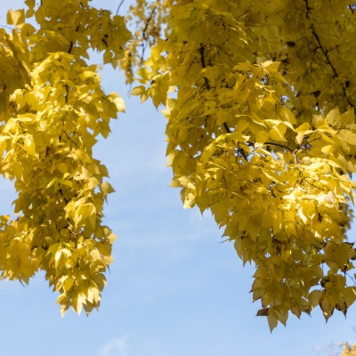 tree-common-hackberry-4