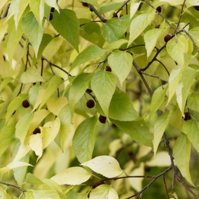 tree-common-hackberry-5