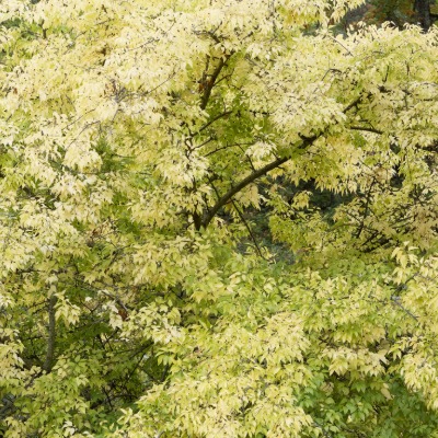 tree-common-hackberry-6