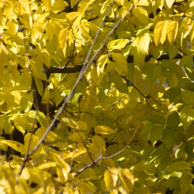 tree-common-hackberry-7