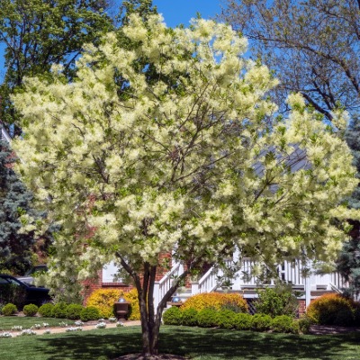 tree-fringe-tree-4