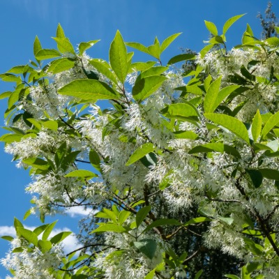 tree-fringe-tree-8