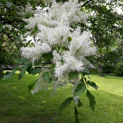 tree-fringe-tree-9
