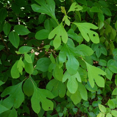 tree-sassafras-11