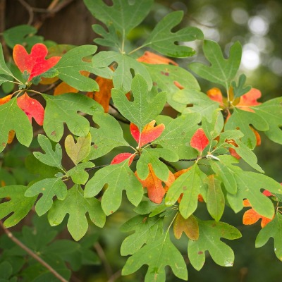 tree-sassafras-3