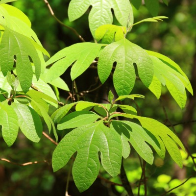 tree-sassafras-6