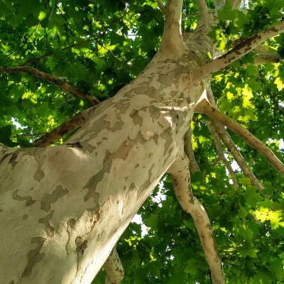 tree-sycamore-2