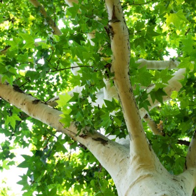 tree-sycamore-3