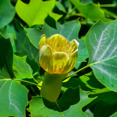 tree-tulip-tree-13