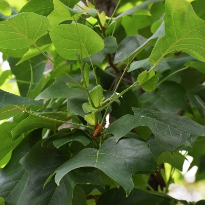 tree-tulip-tree-8