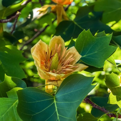 tree-tulip-tree-9