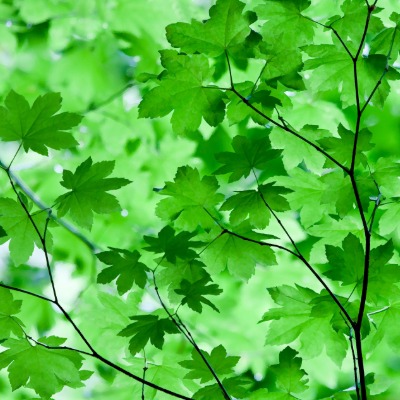 tree-vine-maple-1
