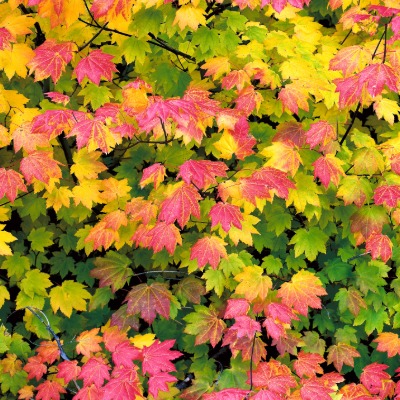 tree-vine-maple-2