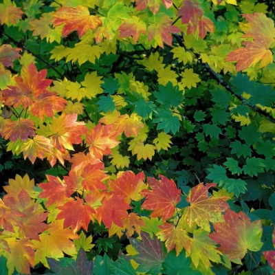 tree-vine-maple-4