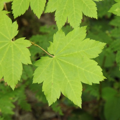 tree-vine-maple-5