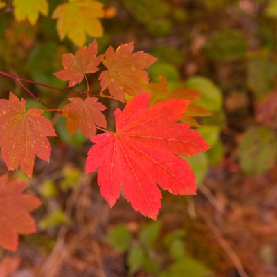 tree-vine-maple-7