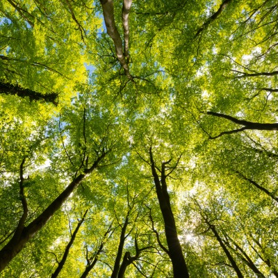 treestoplant